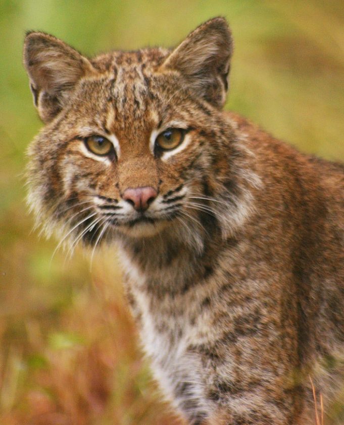 Superman Husband Throws Bobcat 15 Feet and Pulls Out Gun After Bobcat