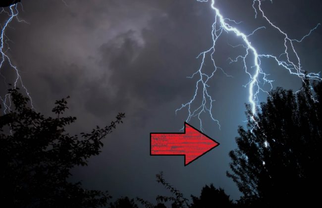 Lightning Strike Exposes Trees Hidden Vascular System That Looks Human Jordanthrilla 