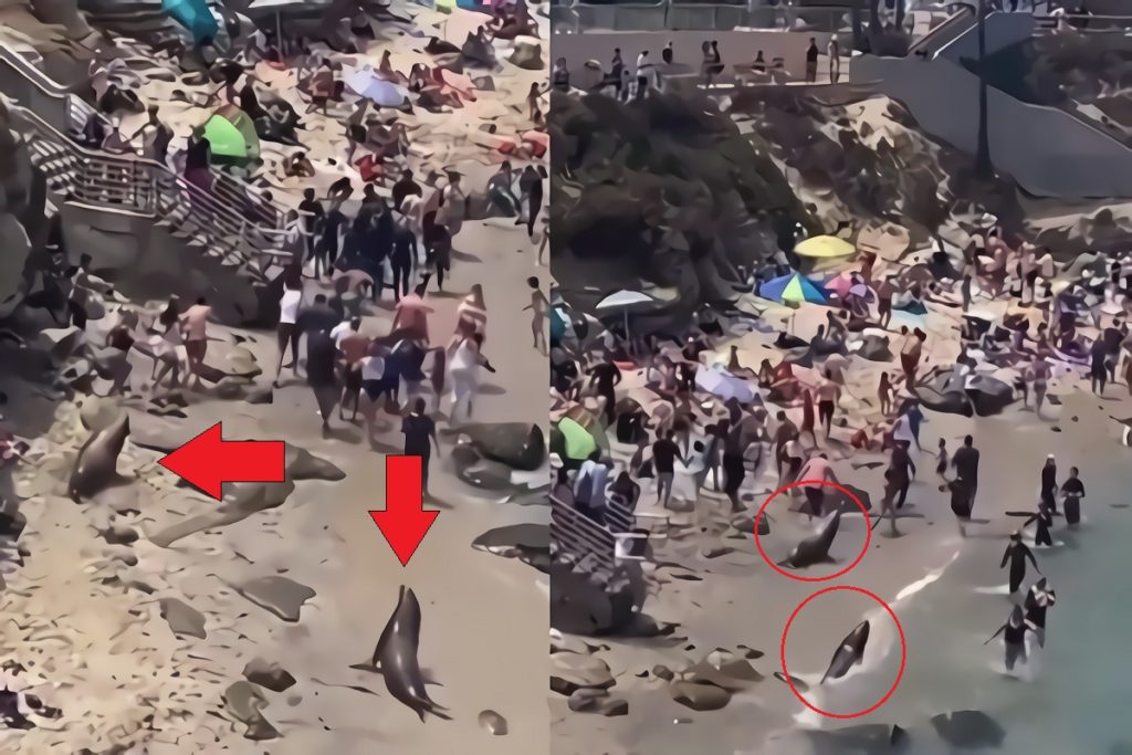 How Fast Do Sea Lions Run? Two Sea Lions Chasing People at Beach in La